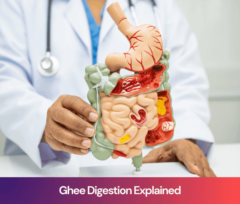 Ghee Digestion Explained: Why Elders Digest Ghee Better Than Other Fats
